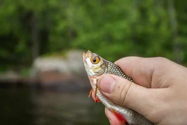 Ryb plotice v ruce rybář — Stock fotografie