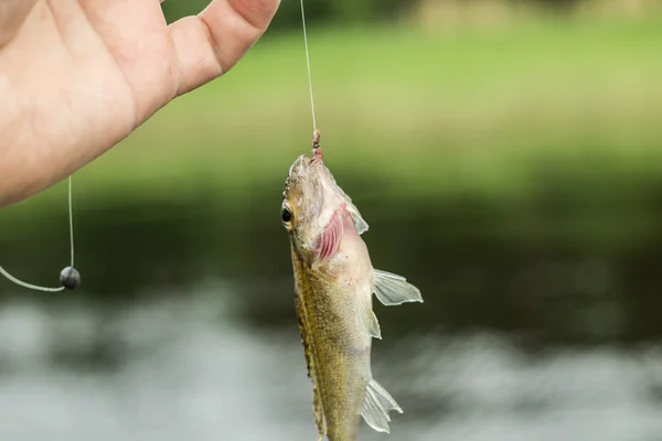 Pesca, piccola falda di pesce in mano sulla riva — Foto Stock