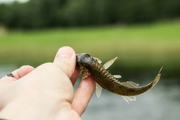 Rybaření, malé ryby límec v ruce na břehu — Stock fotografie