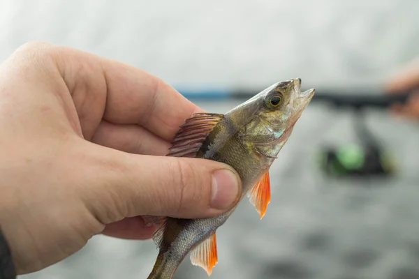Рыбалка, рыбный окунь в руке рыбака — стоковое фото