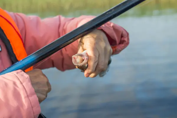 La pesca, la perca de pescado en la mano del pescador —  Fotos de Stock