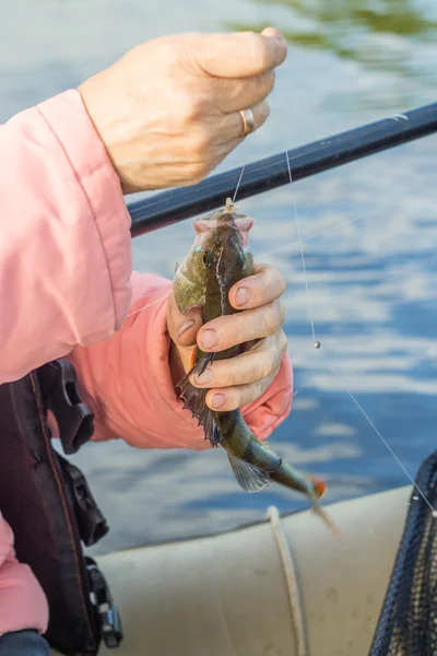 La pesca, la perca de pescado en la mano del pescador —  Fotos de Stock