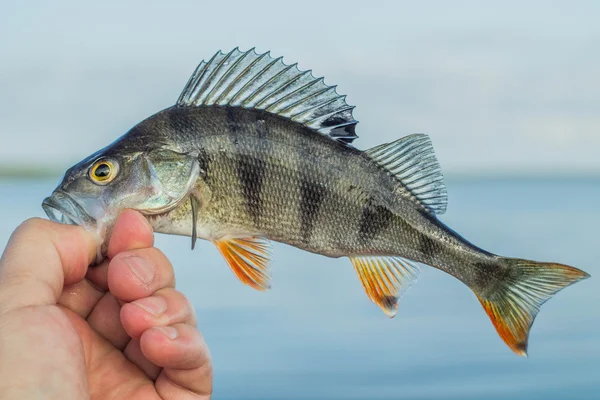 Pesca, poleiro de peixe na mão do pescador — Fotografia de Stock