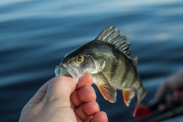La pesca, la perca de pescado en la mano del pescador — Foto de Stock