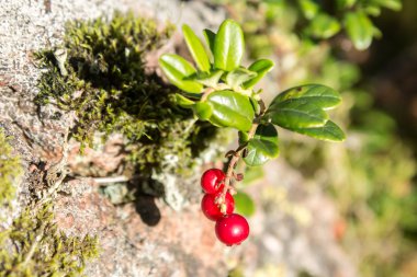 Kırmızı lingonberries ormandaki closeup