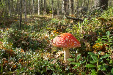 sinek agaric, ormanda mantar
