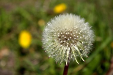 hindiba tohumu uçan ile