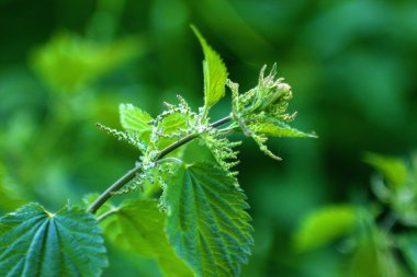 Yeşil ısırgan otu