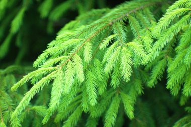 Genç tomurcuklara sahip köknar dallarının yakınlaştırılması