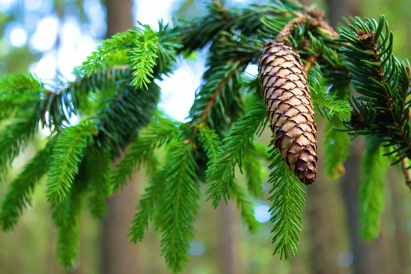 Pine Cone och grenar — Stockfoto