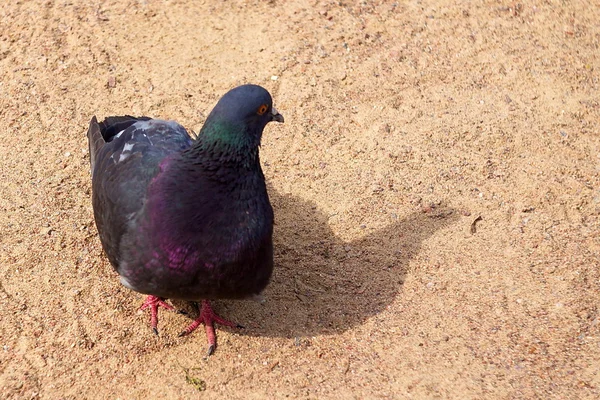 Pigeon marchant sur le sable — Photo