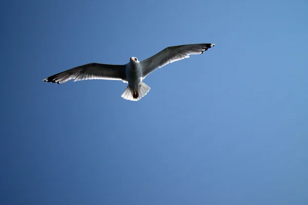 Möwe am Himmel — Stockfoto