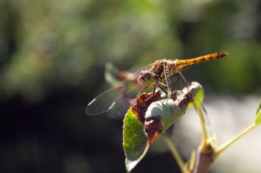yusufçuk yaprak üzerinde