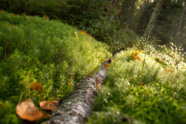 Sanset im grünen Wald — Stockfoto