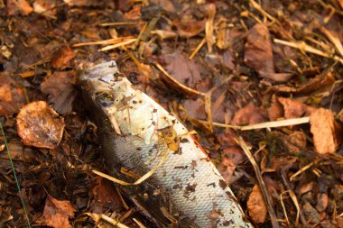 sonbahar yaprakları yakaladı levrek