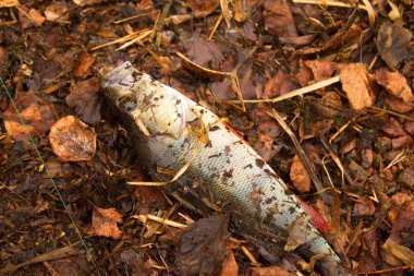 sonbahar yaprakları yakaladı levrek