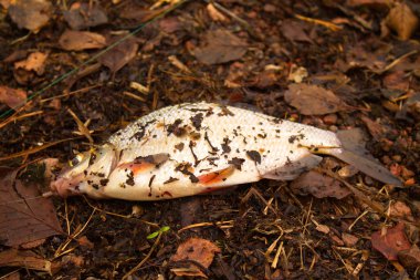 Taze çipura balık üzerinde sonbahar yaprakları