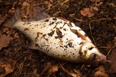 Taze çipura balık üzerinde sonbahar yaprakları