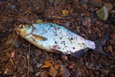 Taze çipura balık üzerinde sonbahar yaprakları