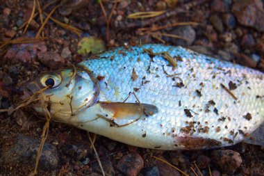 Taze çipura balık üzerinde sonbahar yaprakları