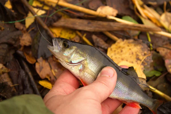 Bass in mano al pescatore — Foto Stock