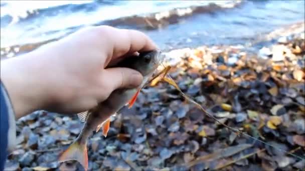 Pescado de perca capturado en la mano . — Vídeo de stock