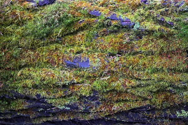 Tronco de árbol con musgo — Foto de Stock