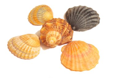 Deniz kabukları beyazlarda izole edilmiş.