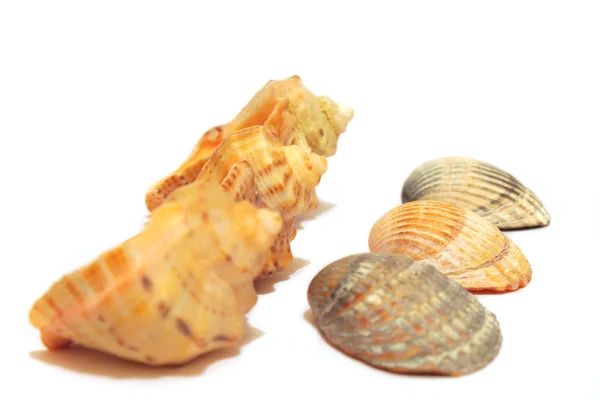 白に隔離された貝殻 — ストック写真