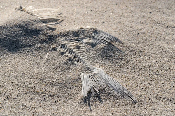 dried fish skeleton lying on the sand