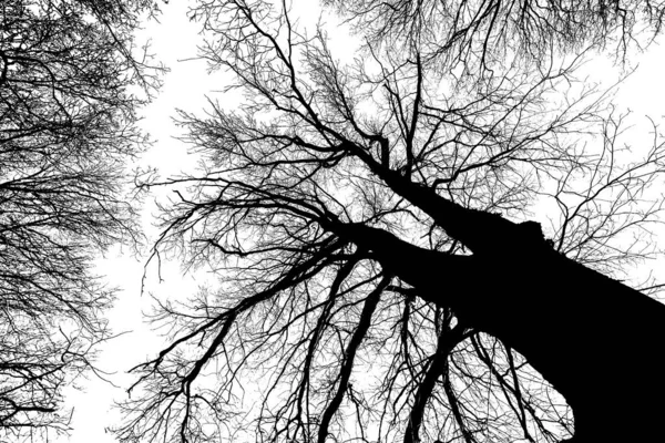 Black silhouette of the branches of a large tree on a white background