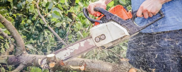A man with a chainsaw sawing a tree fallen after a hurricane