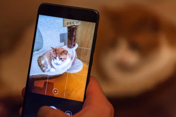 taking pictures of a ginger cat on a cell phone