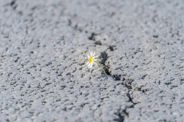 beautiful daisy grows through a crack in the asphalt