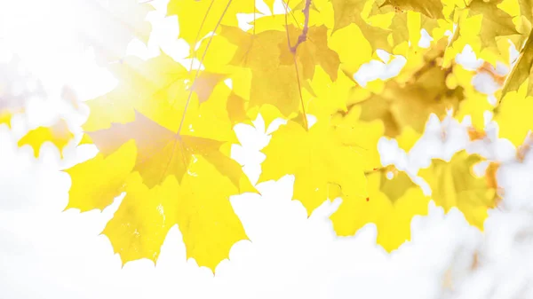 sun rays shine through large yellow leaves, close up, blurry background