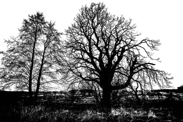 Black silhouette of a big tree on a white background