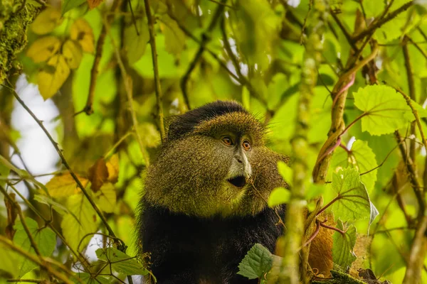 Mono Oro Salvaje Muy Raro Cercopithecus Kandti Selva Tropical Animal —  Fotos de Stock