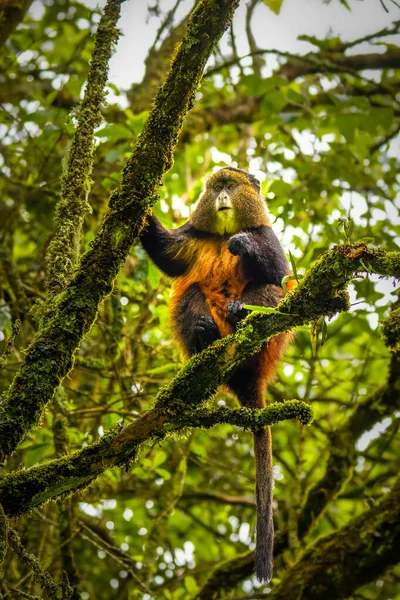 热带雨林中的野生和罕见的金猴 Cercopithecus Kandti 靠近自然栖息地的独特而濒危的动物 — 图库照片