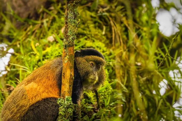 Wild Very Rare Golden Monkey Cercopithecus Kandti Rainforest Unique Endangered — Stock Photo, Image