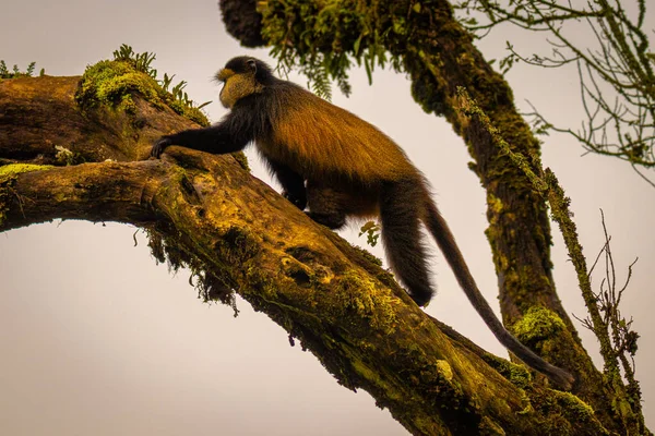 Wild Very Rare Golden Monkey Cercopithecus Kandti Rainforest Unique Endangered — Stock Photo, Image