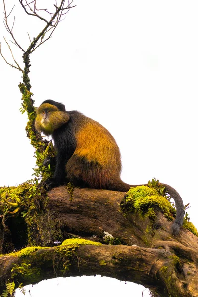 Wild Very Rare Golden Monkey Cercopithecus Kandti Rainforest Unique Endangered — Stock Photo, Image