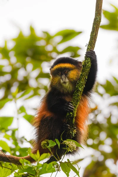 热带雨林中的野生和罕见的金猴 Cercopithecus Kandti 靠近自然栖息地的独特而濒危的动物 — 图库照片