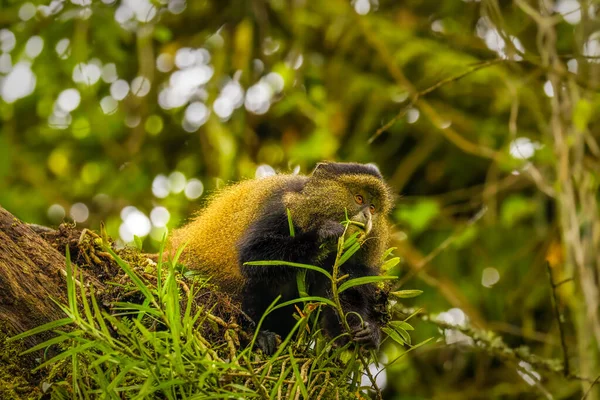 Scimmia Dorata Selvatica Molto Rara Cercopithecus Kandti Nella Foresta Pluviale — Foto Stock