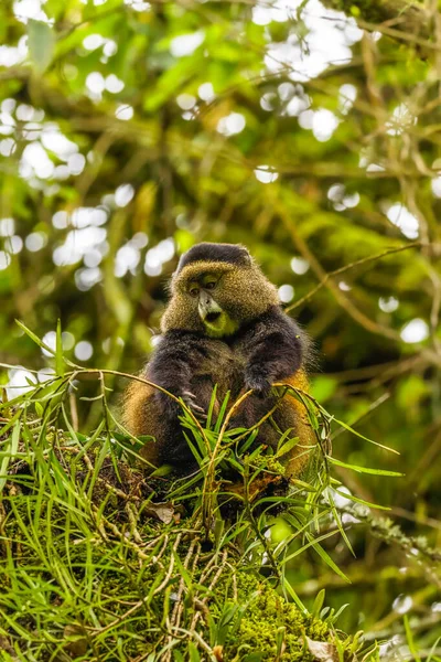 Mono Oro Salvaje Muy Raro Cercopithecus Kandti Selva Tropical Animal —  Fotos de Stock