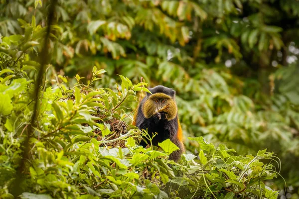 Vadon Élő Nagyon Ritka Aranymajom Cercopithecus Kandti Esőerdőben Egyedülálló Veszélyeztetett — Stock Fotó