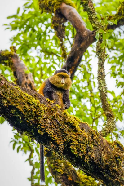 Wild Very Rare Golden Monkey Cercopithecus Kandti Rainforest Unique Endangered — Stock Photo, Image