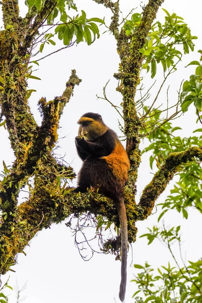 Vadon Élő Nagyon Ritka Aranymajom Cercopithecus Kandti Esőerdőben Egyedülálló Veszélyeztetett — Stock Fotó
