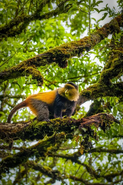 Дика Дуже Рідкісна Золота Мавпа Тропічних Лісах Унікальна Зникаюча Тварина — стокове фото