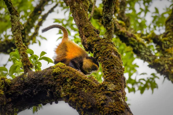 Wild Very Rare Golden Monkey Cercopithecus Kandti Rainforest Unique Endangered — Stock Photo, Image