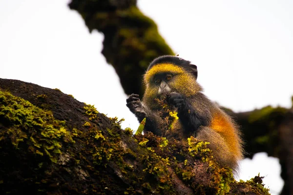 Wild Very Rare Golden Monkey Cercopithecus Kandti Rainforest Unique Endangered — Stock Photo, Image